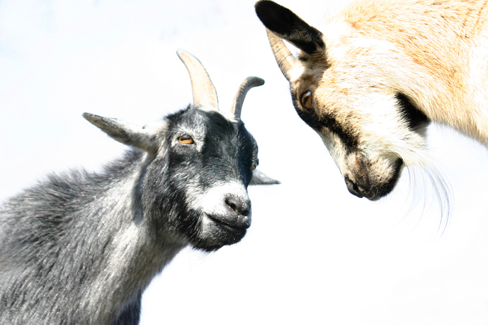 Two goats face each other.