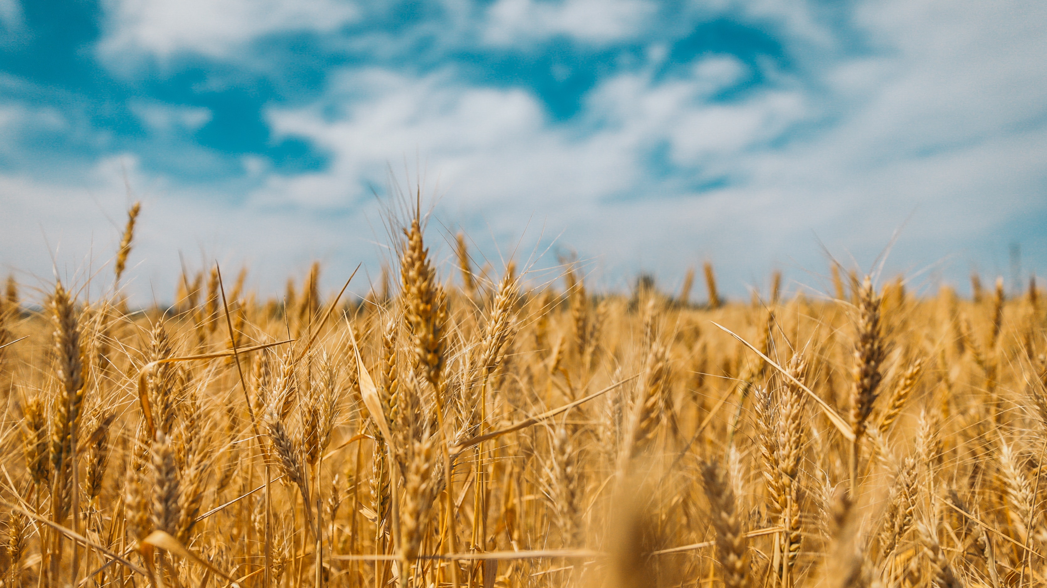 a field of golden wheat under a blue sky scattered with white clouds