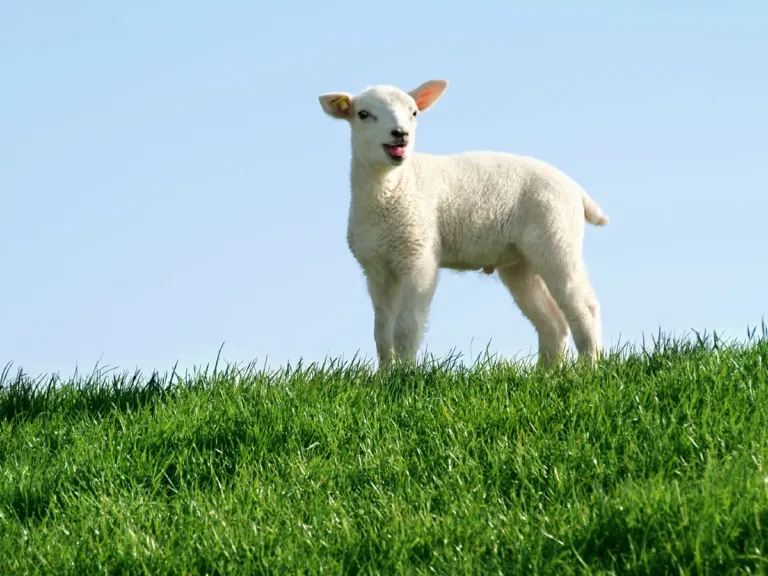 A lamb on top of green grass hill.