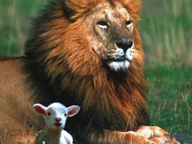 Um leão e um cordeiro ao lado do outro.