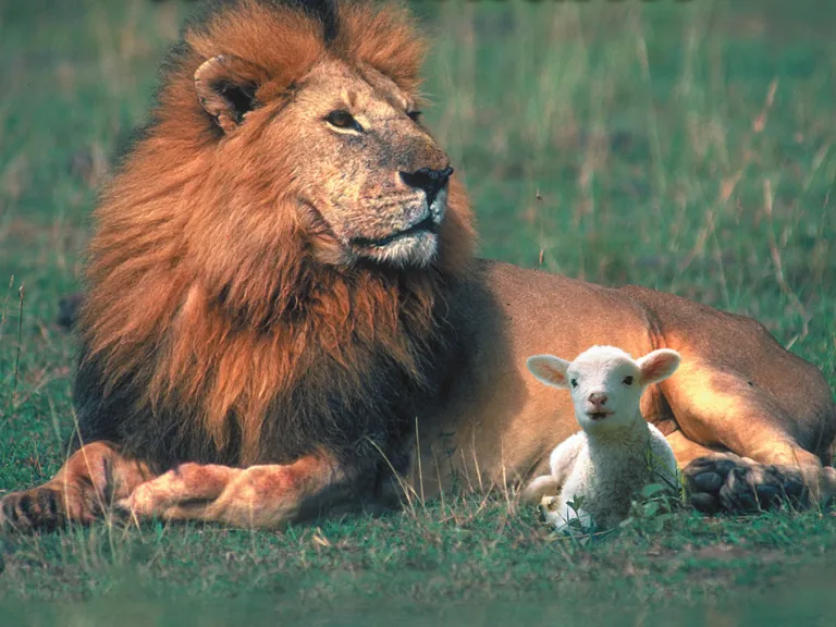Lion and lamb laying beside each other.