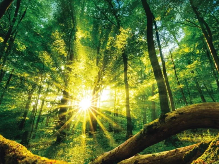 Du soleil qui brille dans la forêt