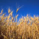 Un champs de blé