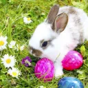 Bunny rabbit in the grass with colored Easter eggs.